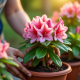 Mains de jardinier plantant un rhododendron dans un pot